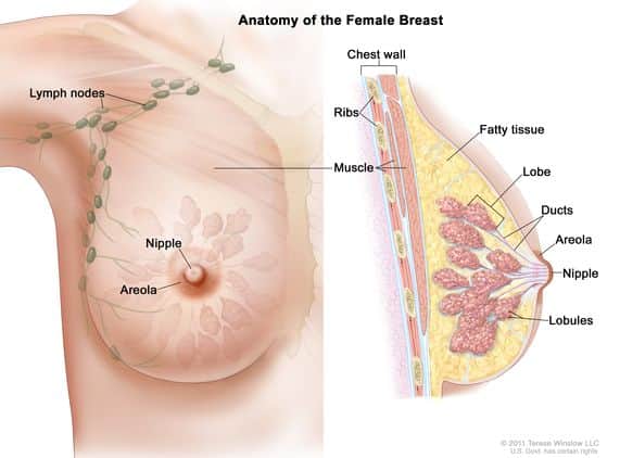 ilustração da anatomia da mama feminina